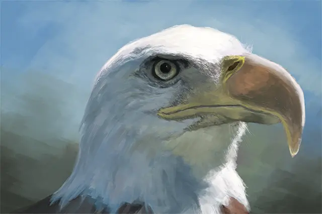 Bald eagle's head